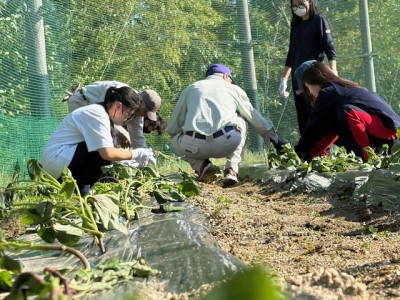 20250605さつまいも苗植え７