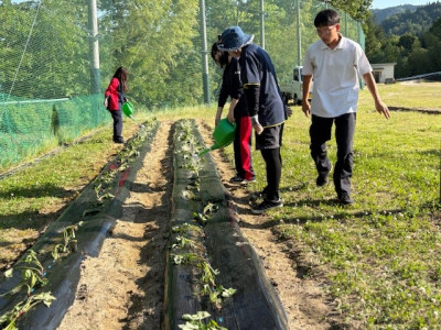20250605さつまいも苗植え20
